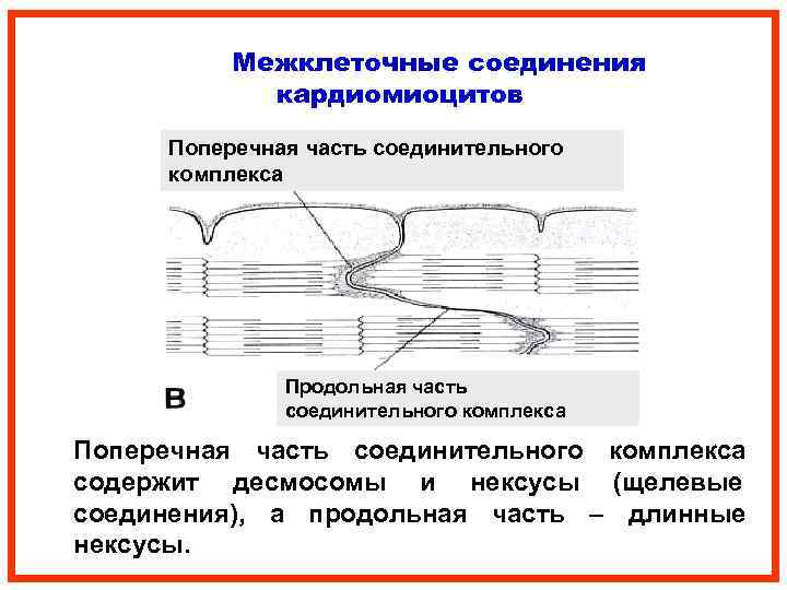 Схема соединения кардиомиоцитов