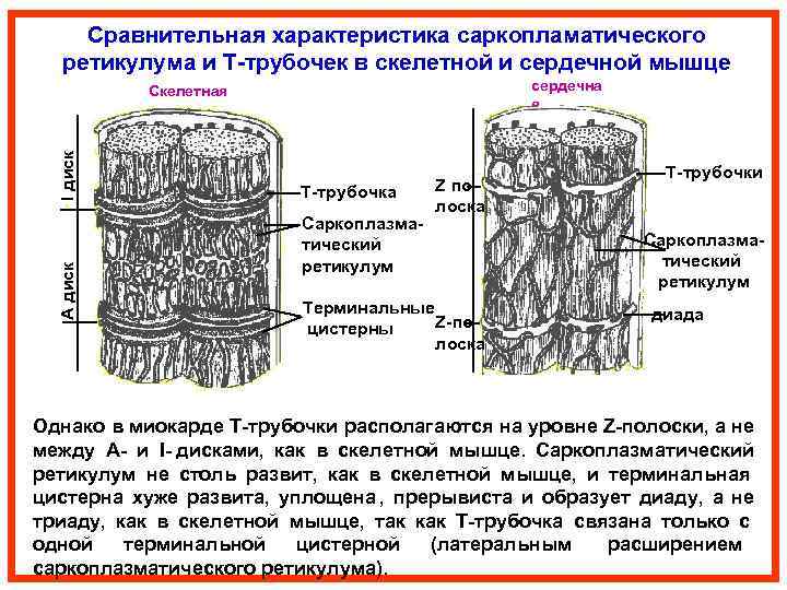  Сравнительная характеристика саркопламатического  ретикулума и Т-трубочек в скелетной и сердечной мышце 