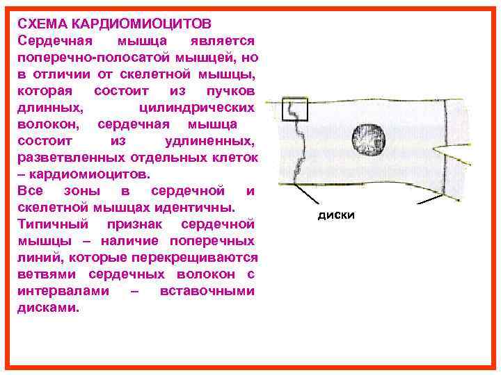 СХЕМА КАРДИОМИОЦИТОВ Сердечная  мышца является поперечно-полосатой мышцей, но в отличии от скелетной мышцы,