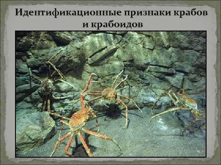 Идентификационные признаки крабов  и крабоидов 