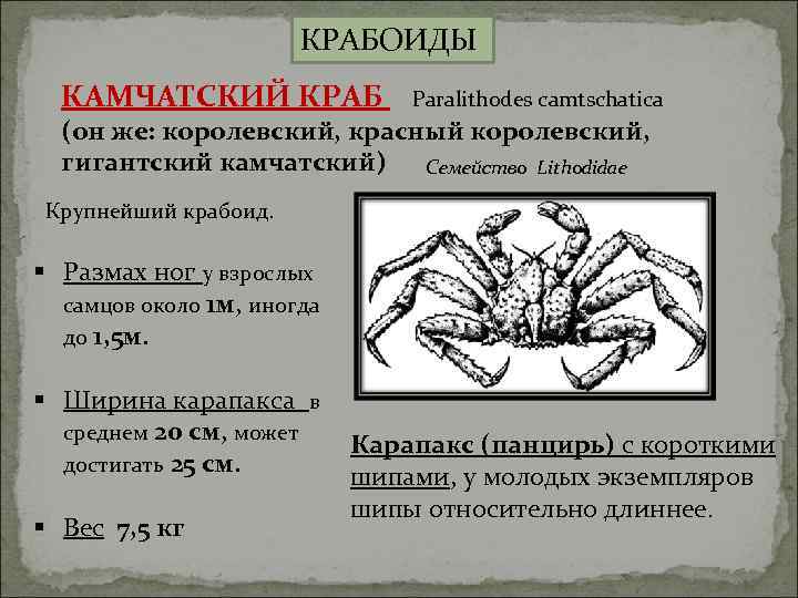     КРАБОИДЫ  КАМЧАТСКИЙ КРАБ   Paralithodes camtschatica  (он