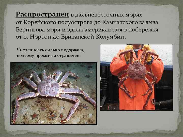 Распространен в дальневосточных морях от Корейского полуострова до Камчатского залива Берингова моря и вдоль