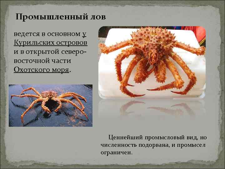 Промышленный лов ведется в основном у Курильских островов и в открытой северо- восточной части