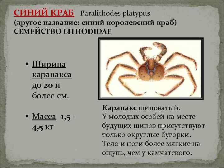 СИНИЙ КРАБ Paralithodes platypus (другое название: синий королевский краб) СЕМЕЙСТВО LITHODIDAE § Ширина карапакса