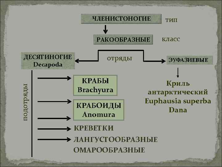     ЧЛЕНИСТОНОГИЕ тип    РАКООБРАЗНЫЕ  класс ДЕСЯТИНОГИЕ 