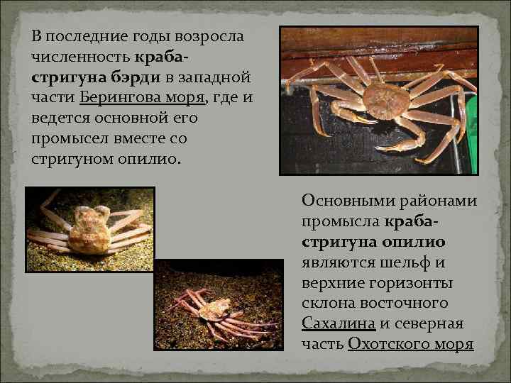 В последние годы возросла численность краба- стригуна бэрди в западной части Берингова моря, где