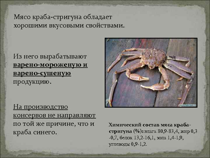 Мясо краба-стригуна обладает хорошими вкусовыми свойствами. Из него вырабатывают варено-мороженую и варено-сушеную продукцию. На