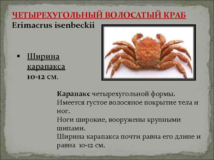 ЧЕТЫРЕХУГОЛЬНЫЙ ВОЛОСАТЫЙ КРАБ Erimacrus isenbeckii  § Ширина  карапакса  10 -12 см.