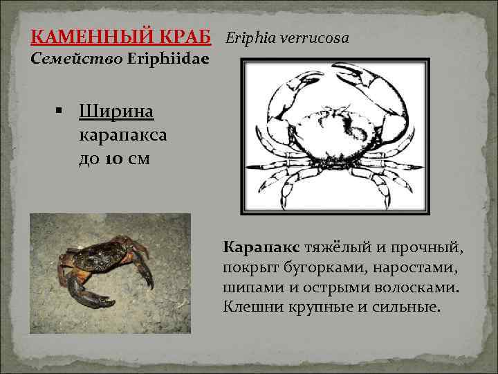 КАМЕННЫЙ КРАБ Eriphia verrucosa Семейство Eriphiidae § Ширина карапакса до 10 см  