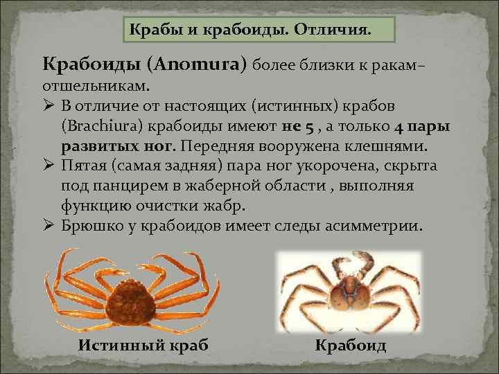    Крабы и крабоиды. Отличия.  Крабоиды (Anomura) более близки к ракам–