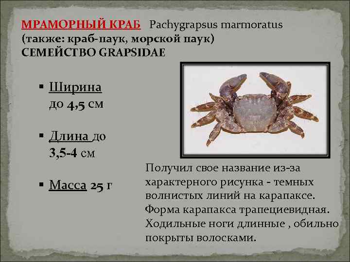 МРАМОРНЫЙ КРАБ Pachygrapsus marmoratus (также: краб-паук, морской паук) СЕМЕЙСТВО GRAPSIDAE § Ширина до 4,