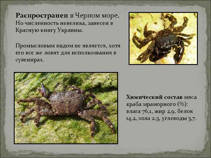 Распространен в Черном море.  Но численность невелика, занесен в Красную книгу Украины. 