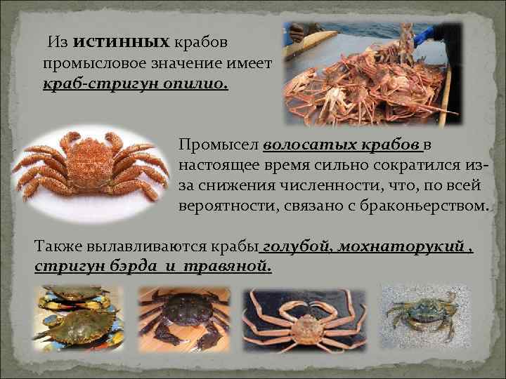  Из истинных крабов промысловое значение имеет краб-стригун опилио.     Промысел