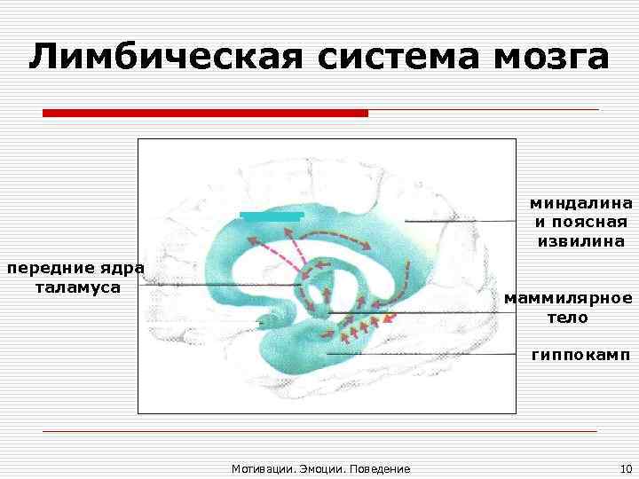 Лимбическая система мозга миндалина и Лимбическая система мозга миндалина и