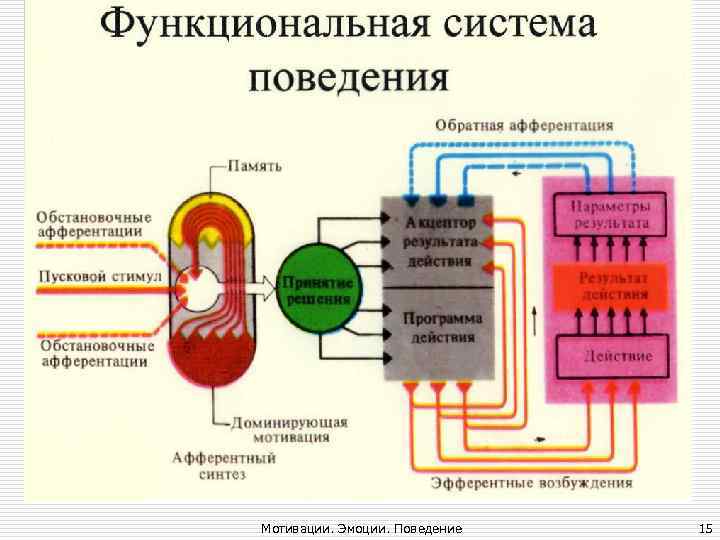Мотивации. Эмоции. Поведение 15 Мотивации. Эмоции. Поведение 15