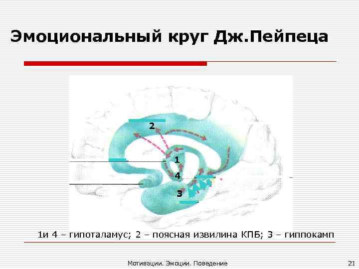 Эмоциональный круг Дж. Пейпеца 2 Эмоциональный круг Дж. Пейпеца 2