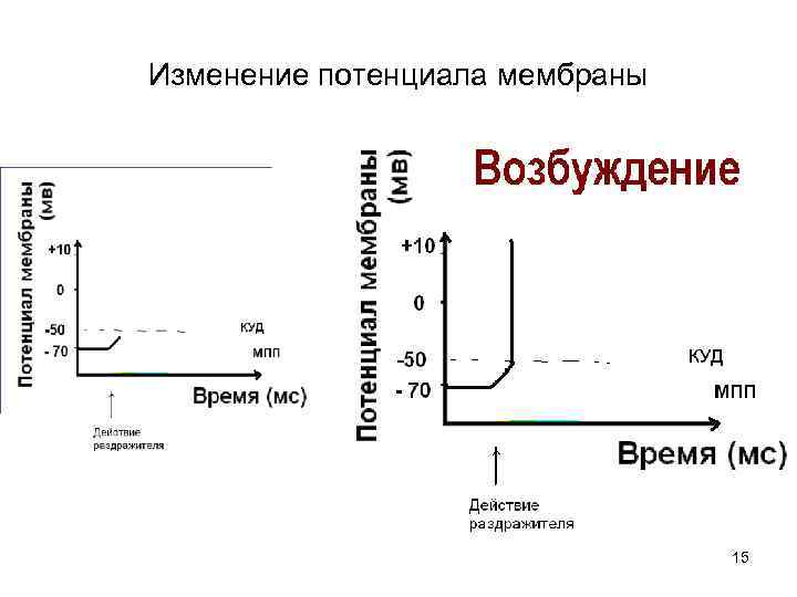 Изменение потенциала мембраны       15 