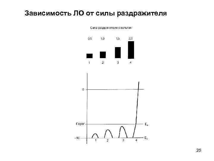 Зависимость ЛО от силы раздражителя    25 
