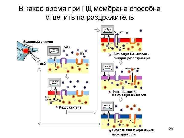 В какое время при ПД мембрана способна   ответить на раздражитель  