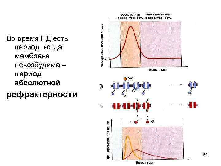 Во время ПД есть  период, когда  мембрана  невозбудима –  период