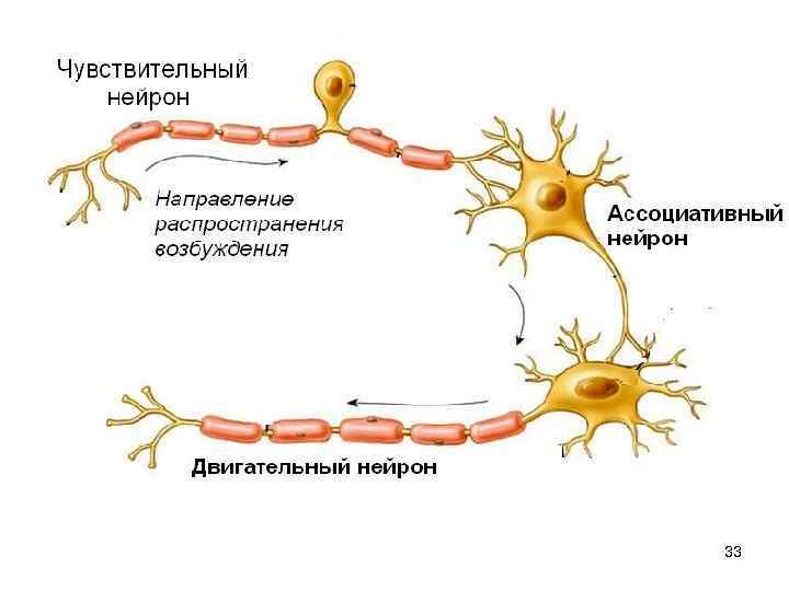 Функции чувствительных и двигательных нейронов. Возбуждение нервной клетки. Двигательный Нейрон. Чувствительный вставочный и двигательный Нейроны. Типы нейронов чувствительные вставочные двигательные.