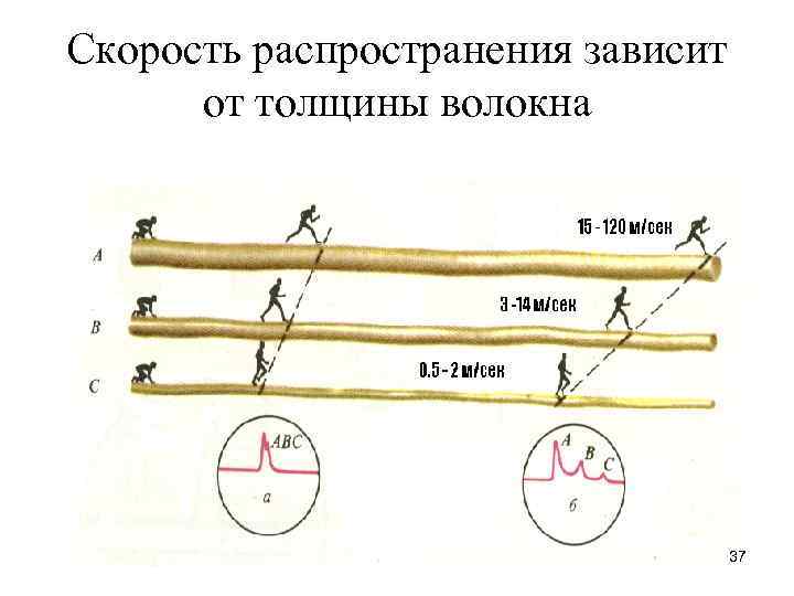 Скорость распространения зависит  от толщины волокна    37 