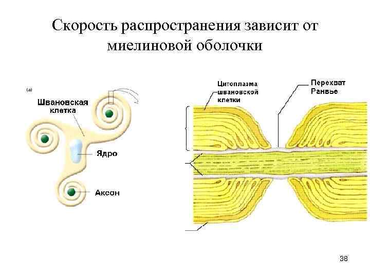 Скорость распространения зависит от  миелиновой оболочки    38 