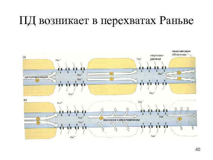 ПД возникает в перехватах Раньве    40 