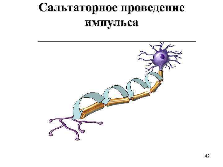 Сальтаторное проведение  импульса      42 