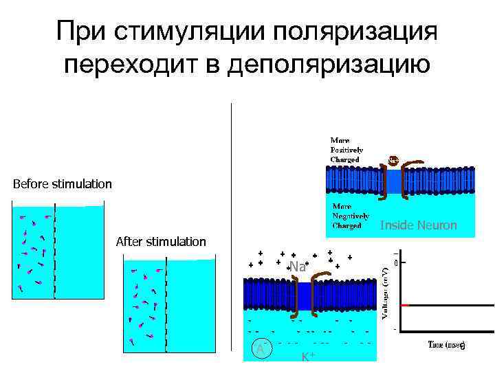   При стимуляции поляризация  переходит в деполяризацию  Before stimulation  