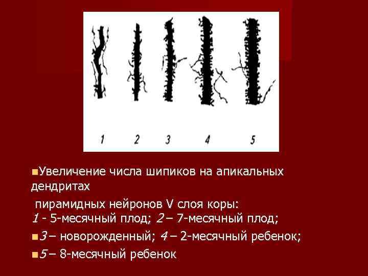  Увеличение числа шипиков на апикальных дендритах пирамидных нейронов V слоя коры: 1 -