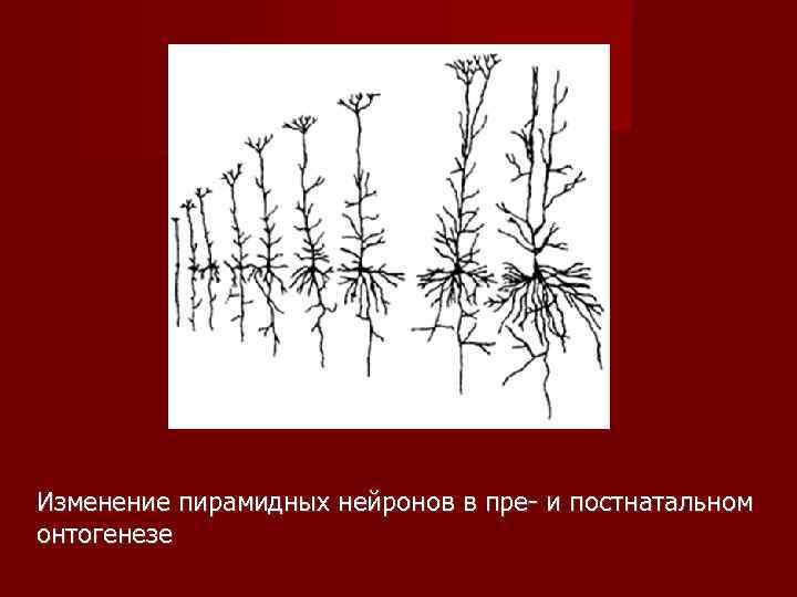 Изменение пирамидных нейронов в пре- и постнатальном онтогенезе 