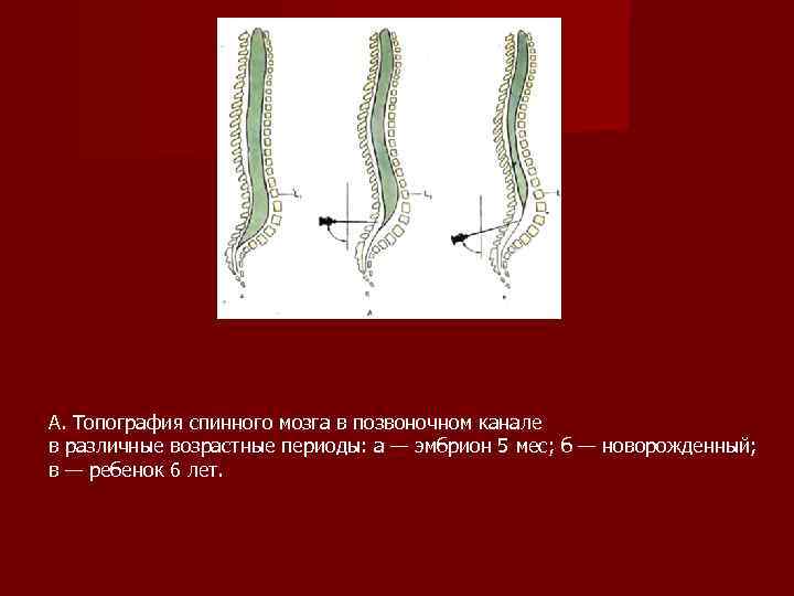 А. Топография спинного мозга в позвоночном канале в различные возрастные периоды: а — эмбрион