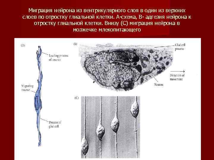  Миграция нейрона из вентрикулярного слоя в один из верхних слоев по отростку глиальной