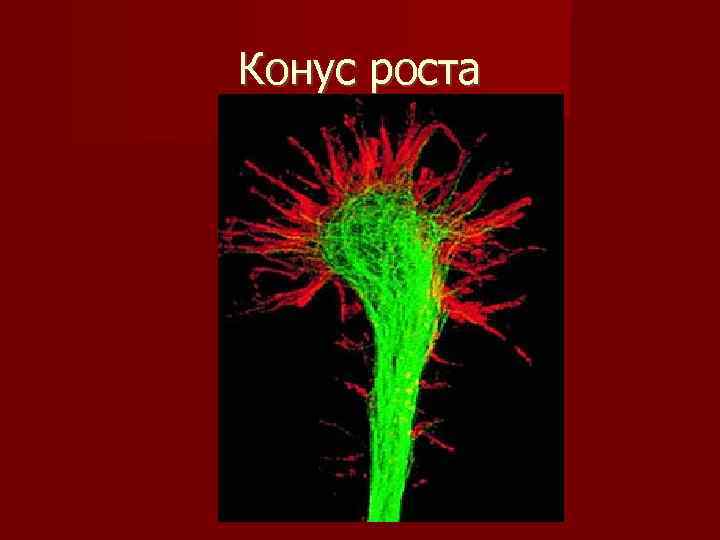 Конус роста 