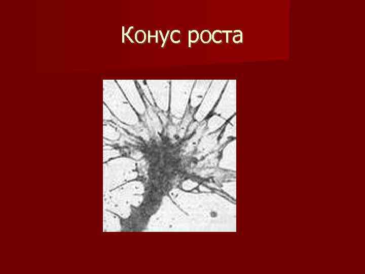 Конус роста 