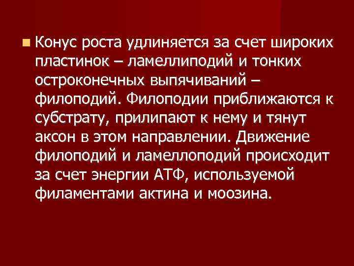  Конус роста удлиняется за счет широких  пластинок – ламеллиподий и тонких 
