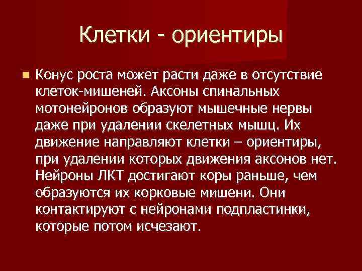    Клетки - ориентиры Конус роста может расти даже в отсутствие клеток-мишеней.