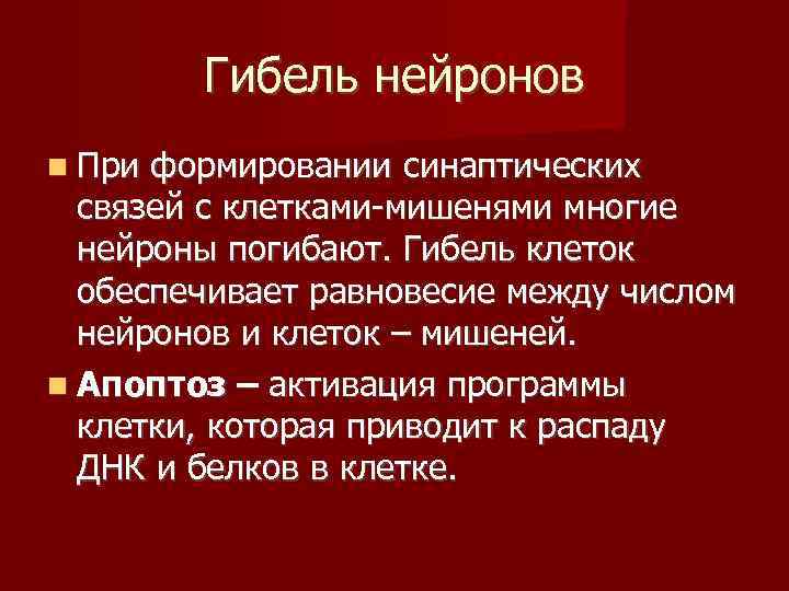   Гибель нейронов  При формировании синаптических  связей с клетками-мишенями многие 