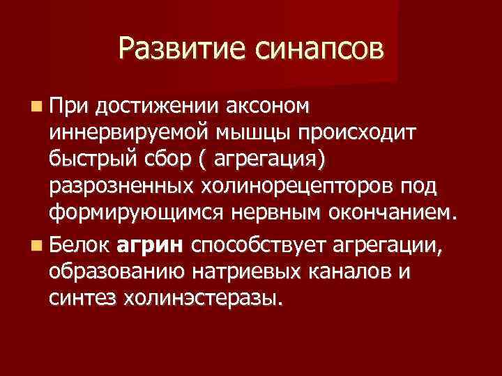   Развитие синапсов  При достижении аксоном  иннервируемой мышцы происходит  быстрый