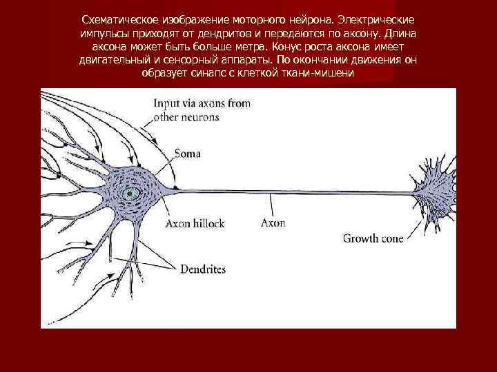 Схематическое изображение моторного нейрона. Электрические импульсы приходят от дендритов и передаются по аксону. Длина