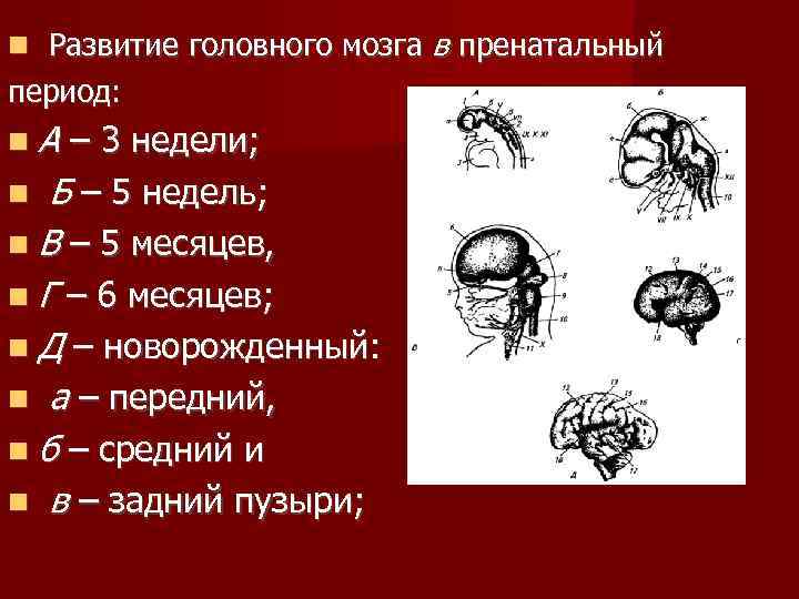 Схема развития головного мозга