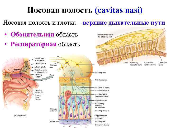 Стенки верхних дыхательных путей выстилает ткань изображенная на рисунке