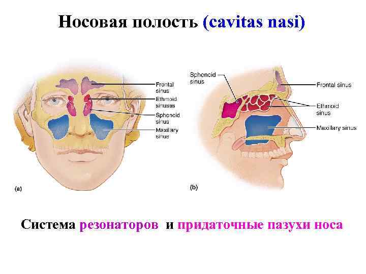 Носовая полость (cavitas nasi) Система резонаторов и придаточные пазухи носа Носовая полость (cavitas nasi) Система резонаторов и придаточные пазухи носа
