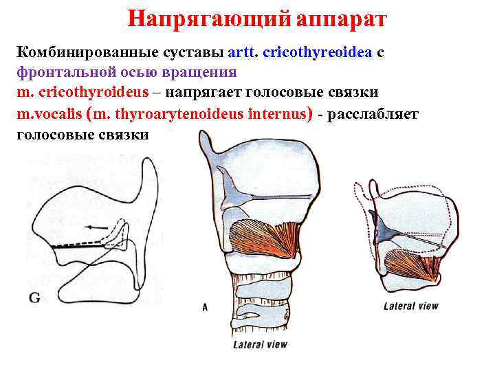 Напрягающий аппарат Комбинированные суставы artt. сricothyreoidea с фронтальной осью вращения Напрягающий аппарат Комбинированные суставы artt. сricothyreoidea с фронтальной осью вращения