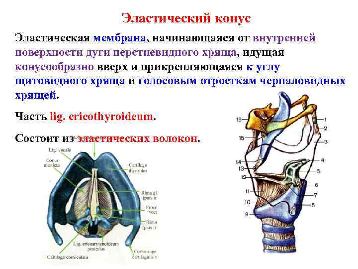 Эластический конус Эластическая мембрана, начинающаяся от внутренней поверхности дуги перстневидного Эластический конус Эластическая мембрана, начинающаяся от внутренней поверхности дуги перстневидного