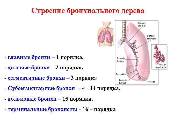Строение бронхиального дерева - главные бронхи – 1 порядка, - долевые Строение бронхиального дерева - главные бронхи – 1 порядка, - долевые