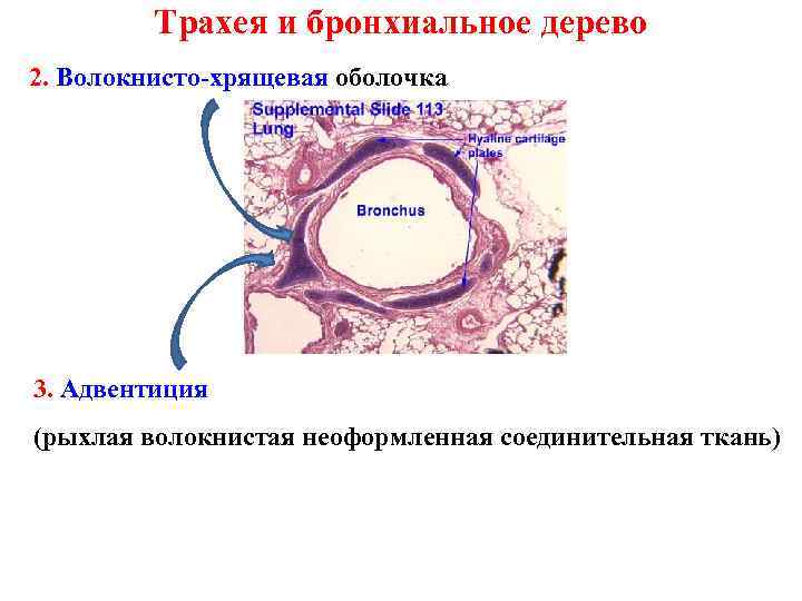 Рассмотрите рисунок на котором изображен поперечный срез трахеи человека назовите структуры