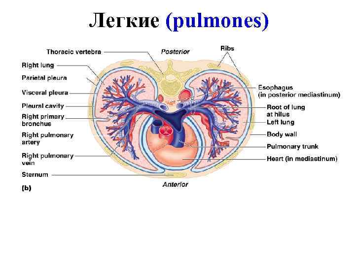 Легкие (pulmones) Легкие (pulmones)