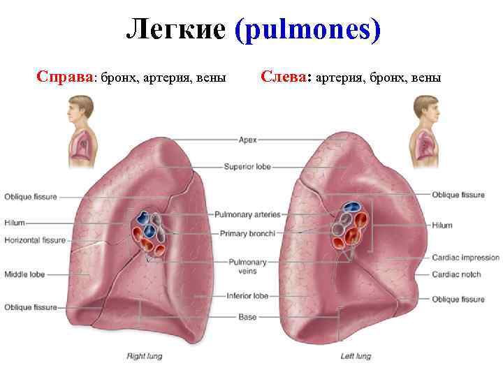 Легкие (pulmones) Справа: бронх, артерия, вены Слева: артерия, бронх, вены Легкие (pulmones) Справа: бронх, артерия, вены Слева: артерия, бронх, вены